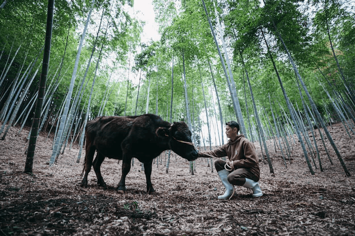 山都町の美しい棚田や自然風景