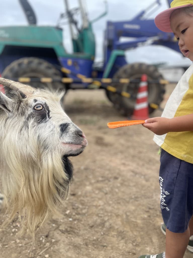 牧場の動物に人参を差し出す子ども
