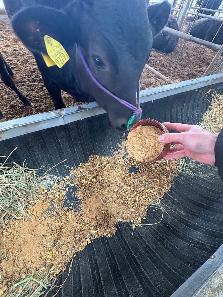 餌槽へ竹粉末を混ぜながら、配合飼料を食べる黒毛の牛